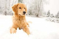 Top Three Tips For Keeping Your Pet Happy & Healthy This Winter