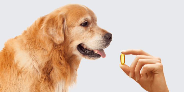 The Role of Omega-3 Fatty Acids in Pet Nutrition – Paw Naturals