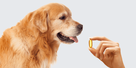 The Role of Omega-3 Fatty Acids in Pet Nutrition