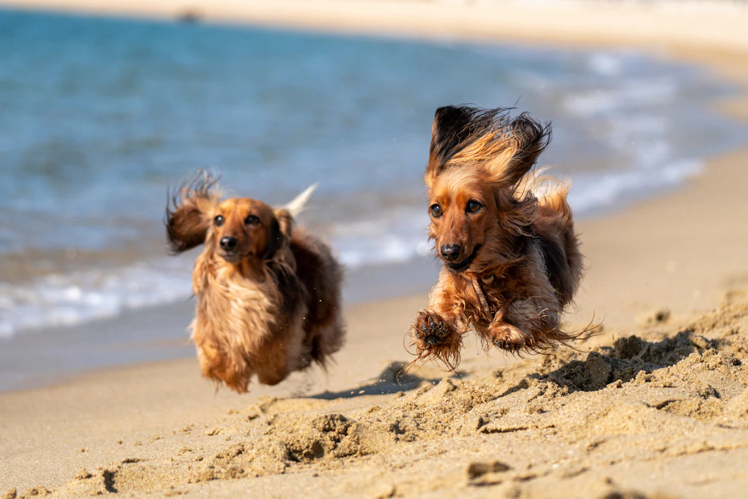 Fun Summer Activities to Enjoy with Your Dog