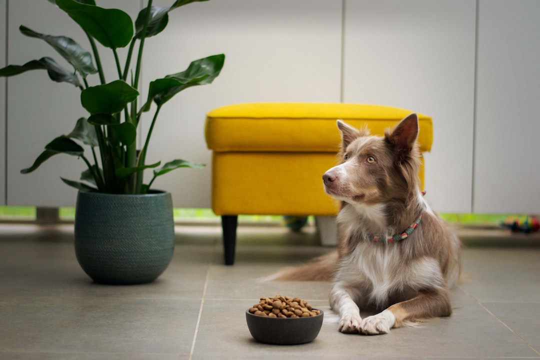 Choosing the clearance right dog food