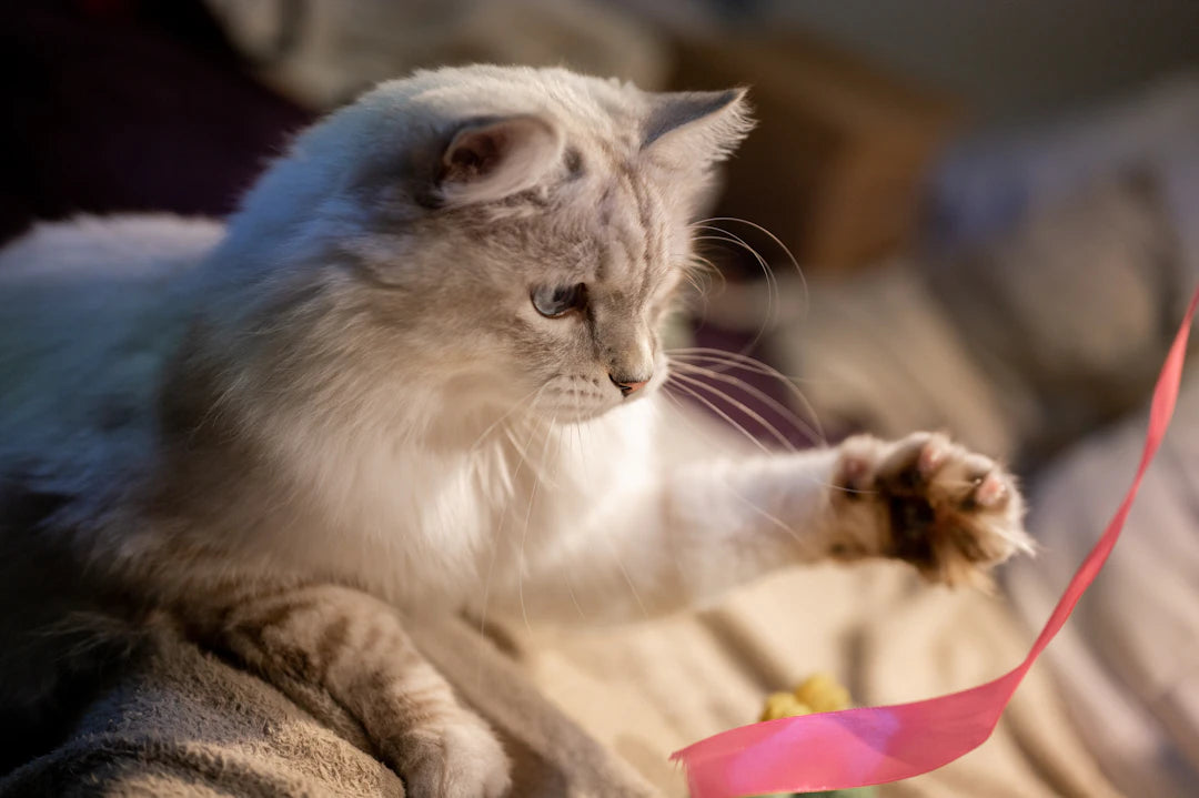 Fun Indoor Games to Keep Your Cat Entertained