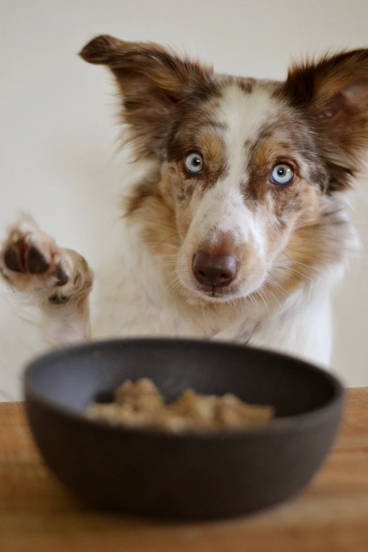 Transitioning Your Pet to a Raw Diet Made Easy