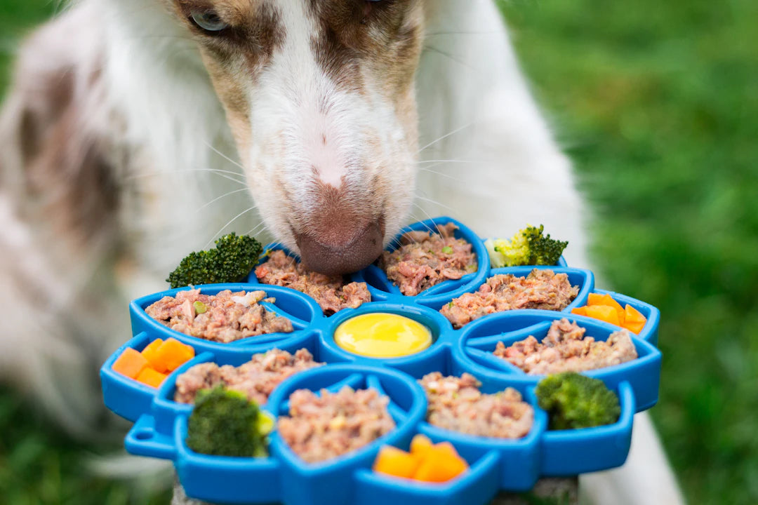 The Superfood Revolution Elevating Pet Health Naturally