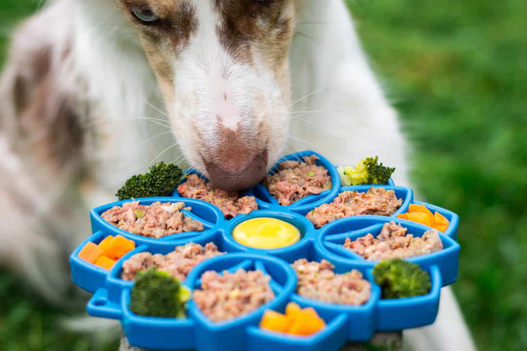 Engaging Interactive Toys for Dogs' Mental Stimulation