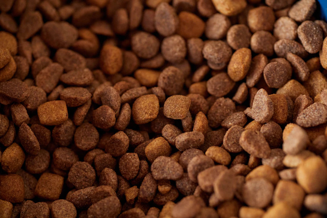 Understanding Your Pet's Nutritional Needs