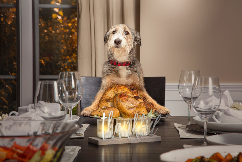 Our Cattle Dog's Favorite Types of Meal Enrichment