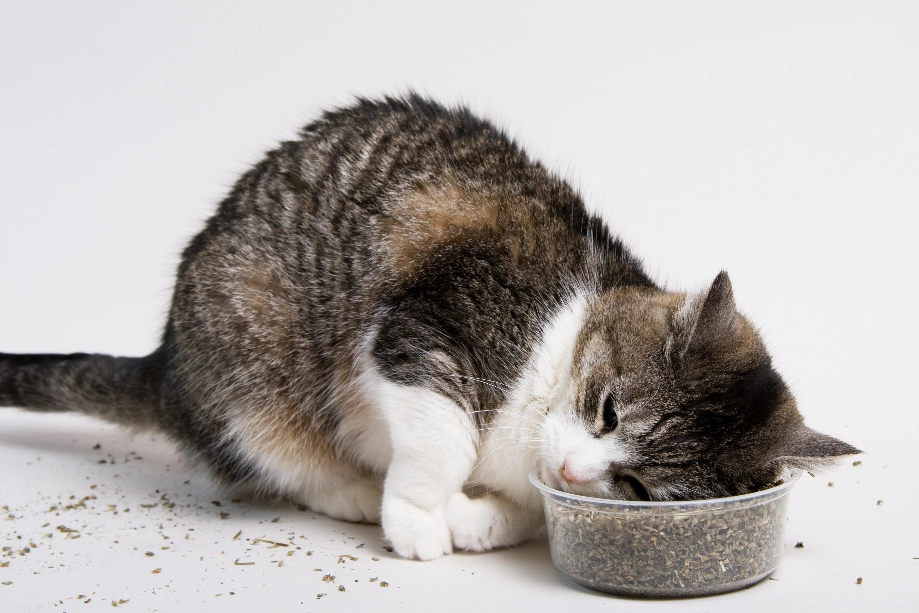 Catnip