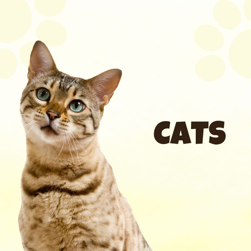 Cats