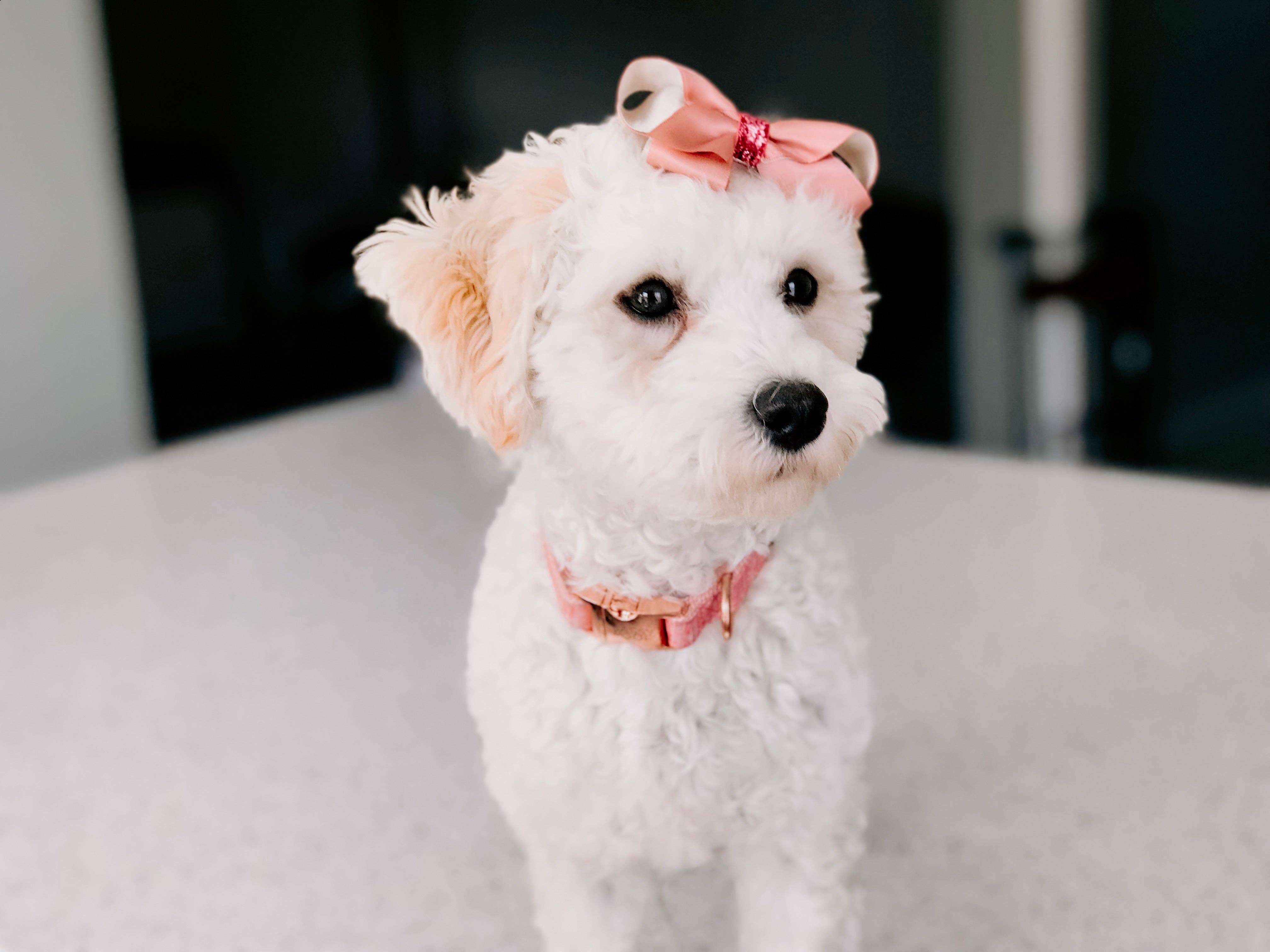 SASSY WOOF Dolce Rose Dog Collar