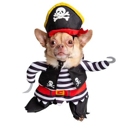 Pet Krewe Pirate Costume