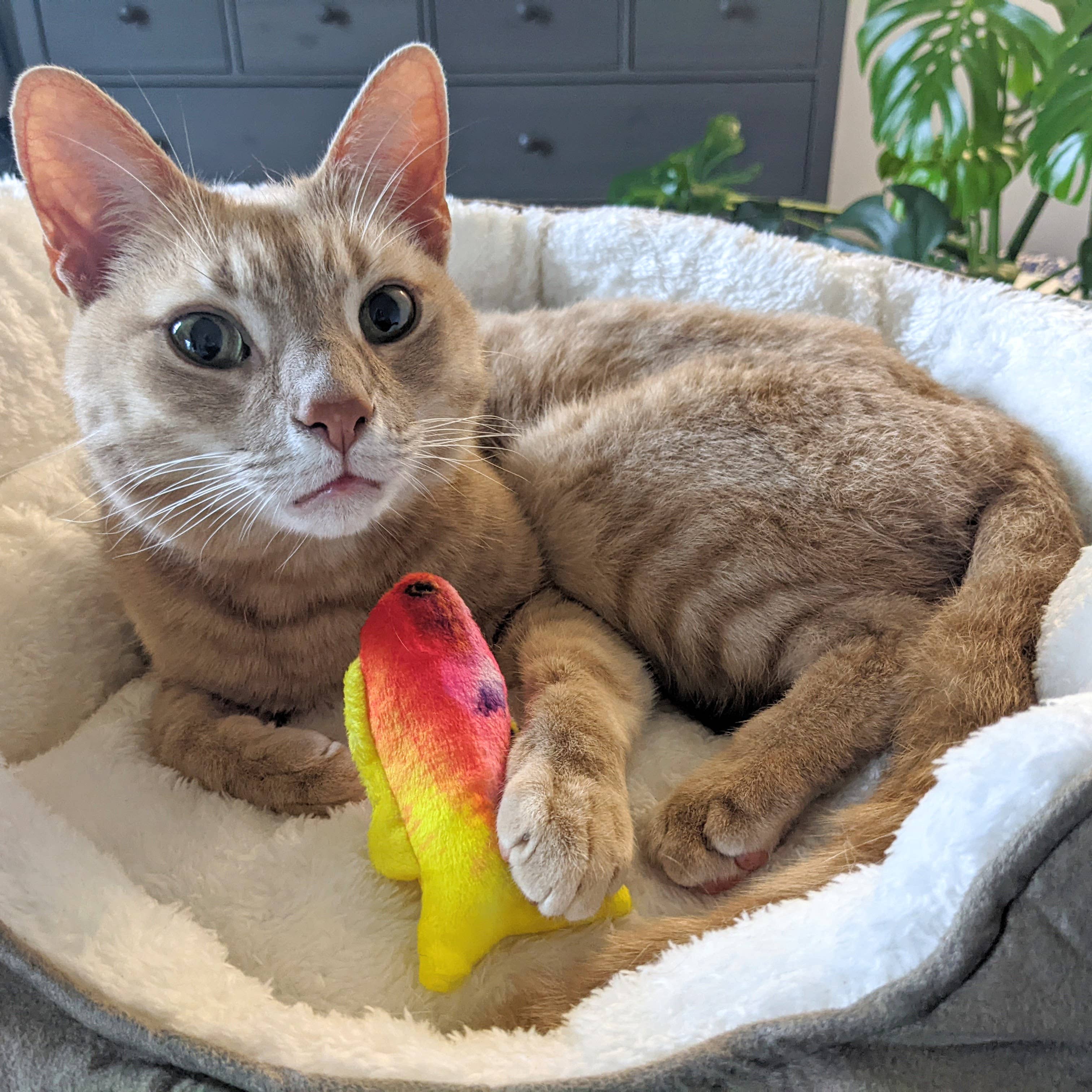 Huxley & Kent Rainbow Guppy Cat Toy