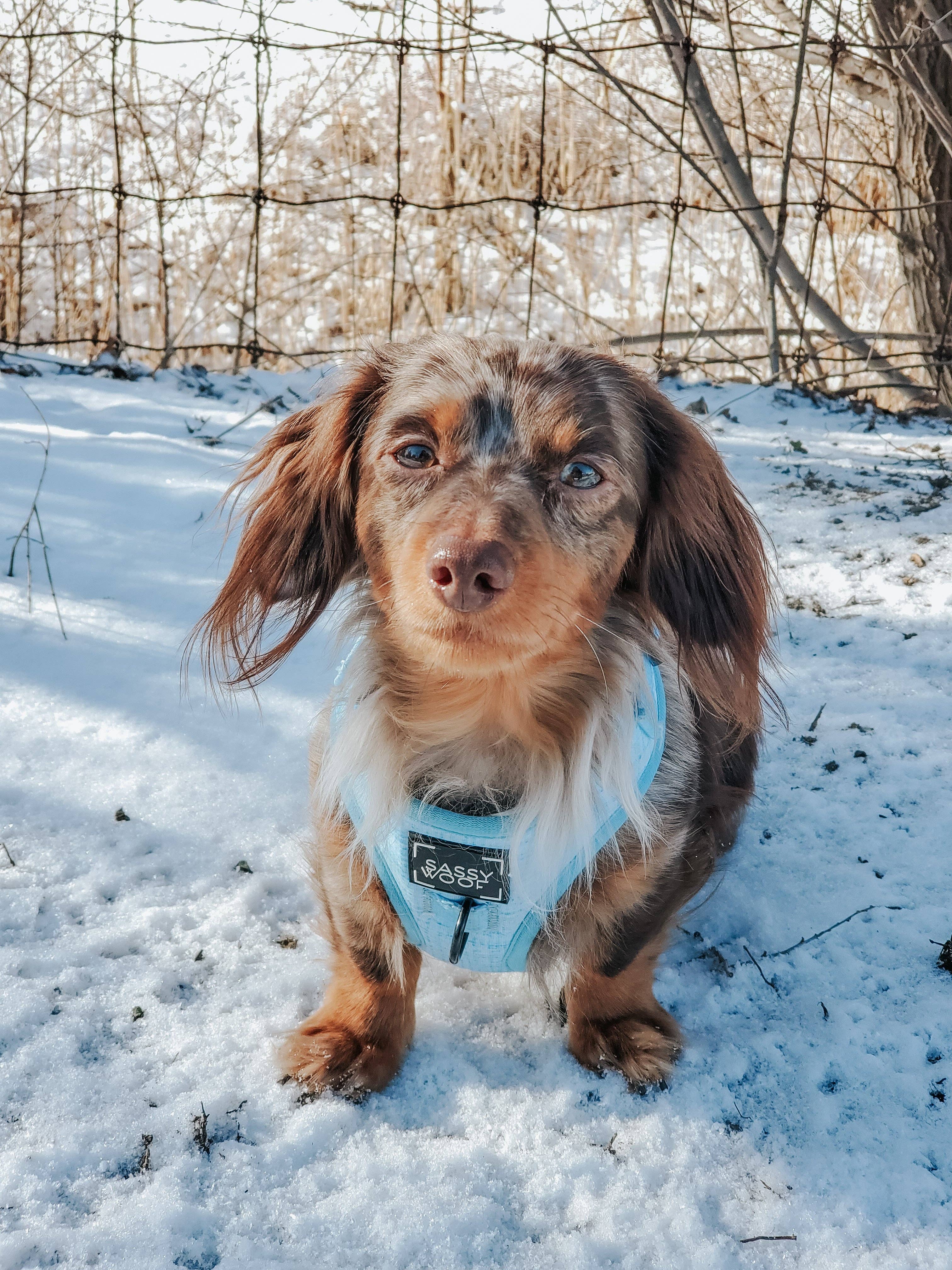 SASSY WOOF Blumond Dog Adjustable Harness
