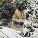 Made By Cleo - "Velvet - Sapphire Blue" - Luxe Blue Velvet Collar