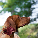 Sparky & Co Autumn Flower Corsage Collar Accessory