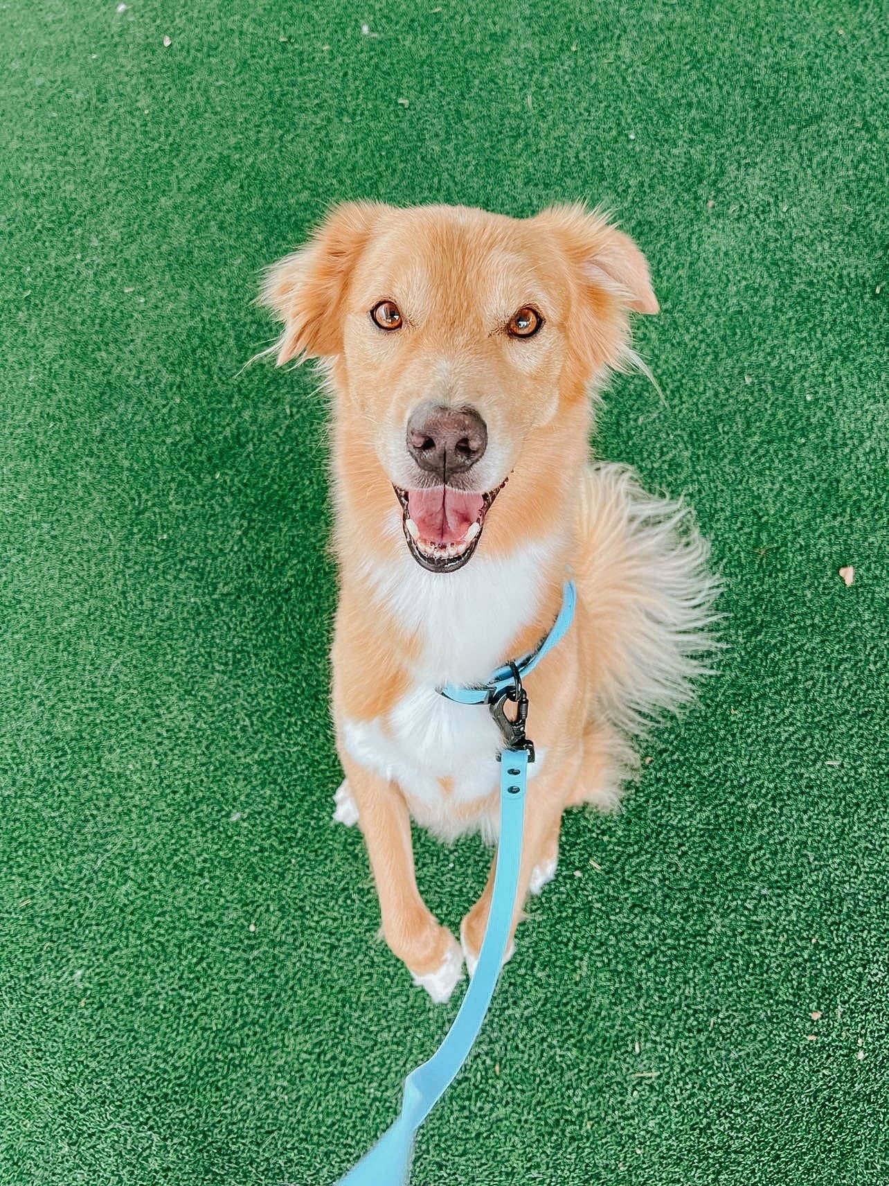 SASSY WOOF Blue Dog Waterproof Leash