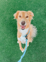 SASSY WOOF Blue Dog Waterproof Leash