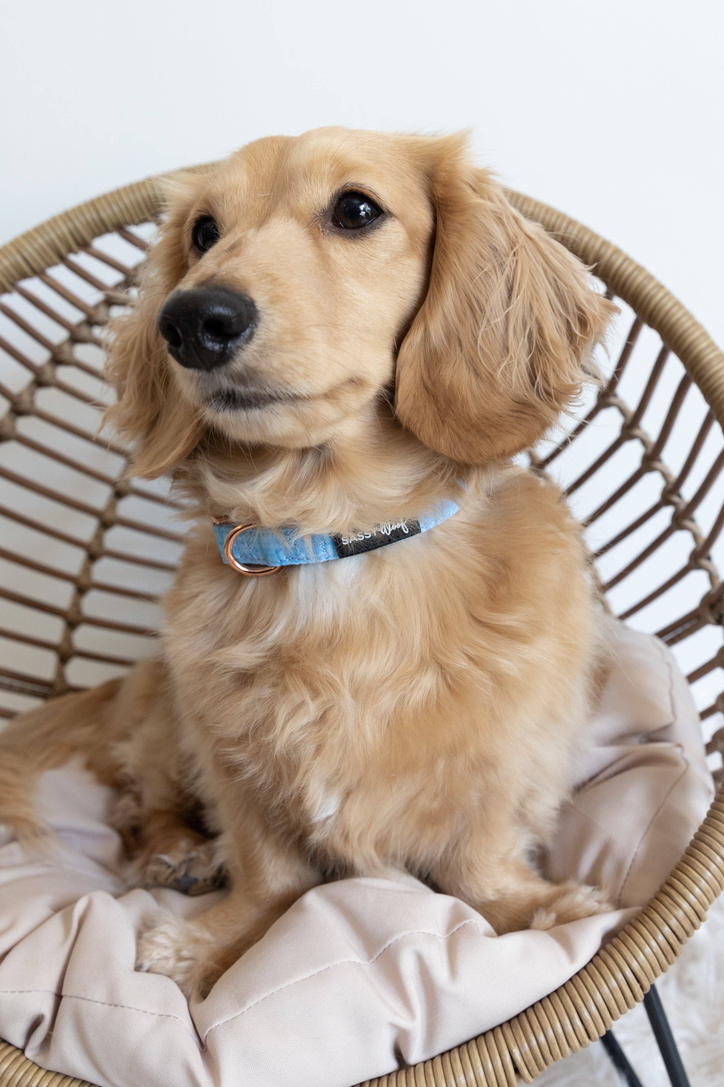 SASSY WOOF Blumond Dog Collar