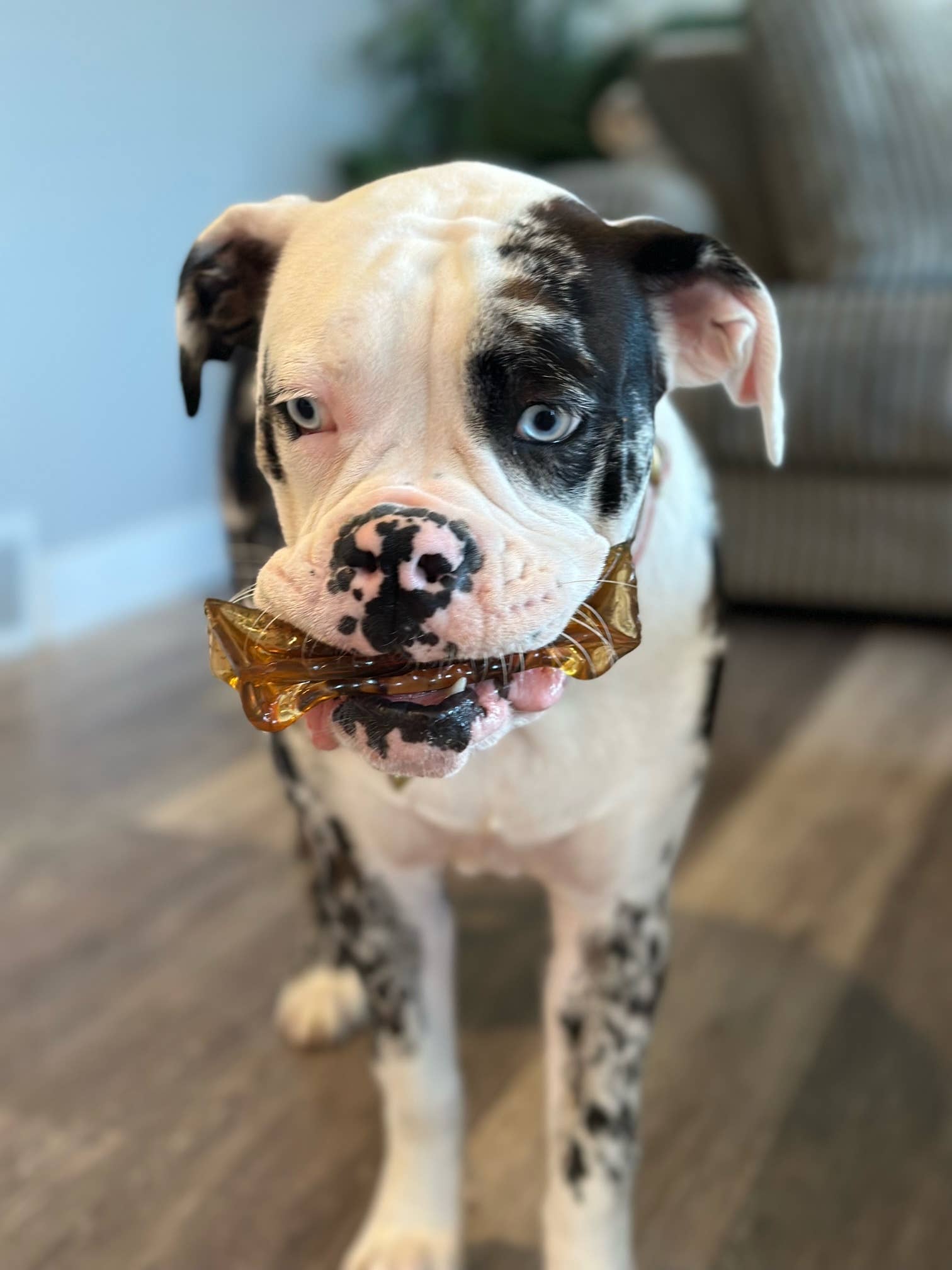 Wag & Bright Supply Co. Mighty Marrows Collagen Beef Liver Dental Chew