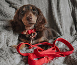 SASSY WOOF Merlot Dog Collar