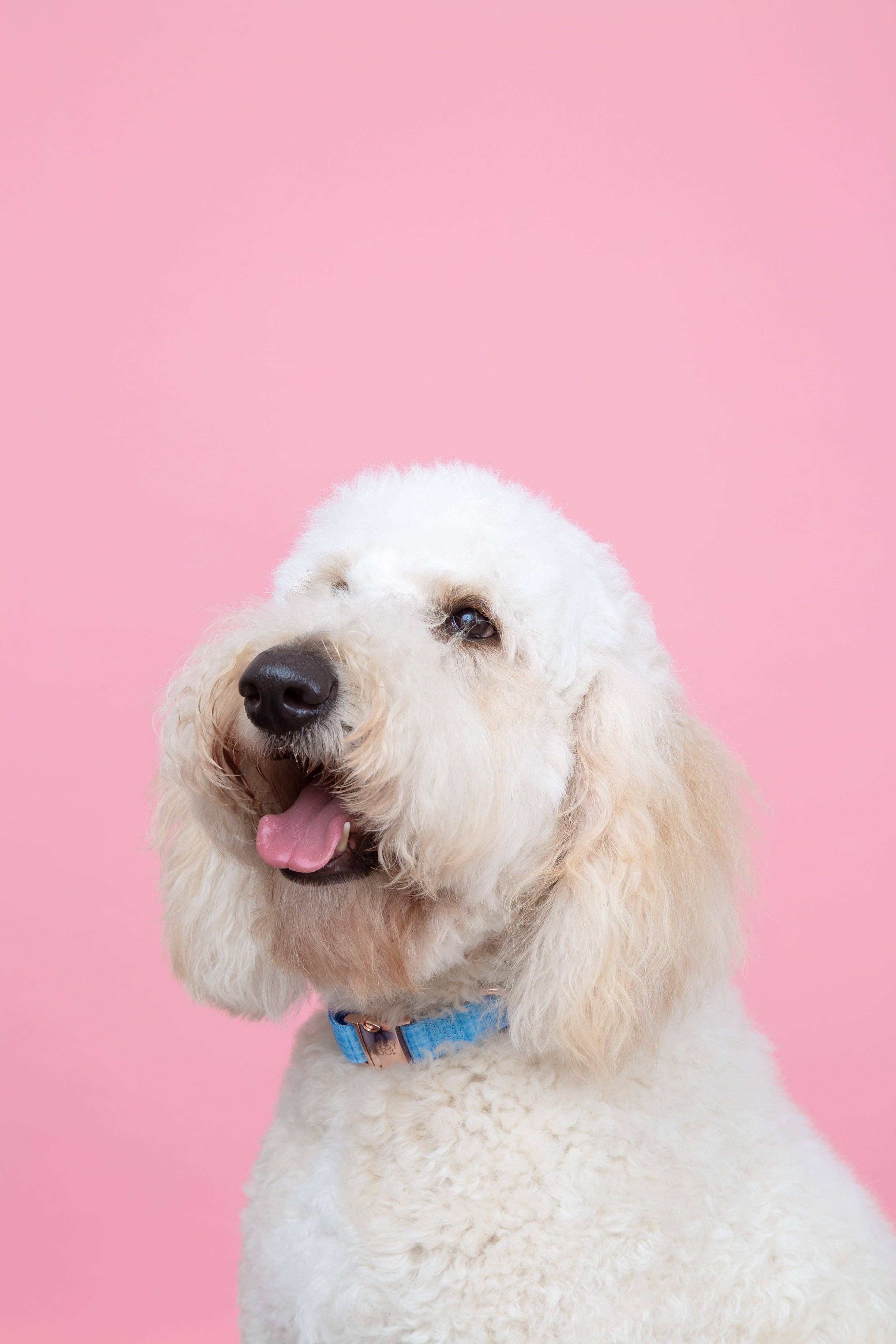 SASSY WOOF Blumond Dog Collar