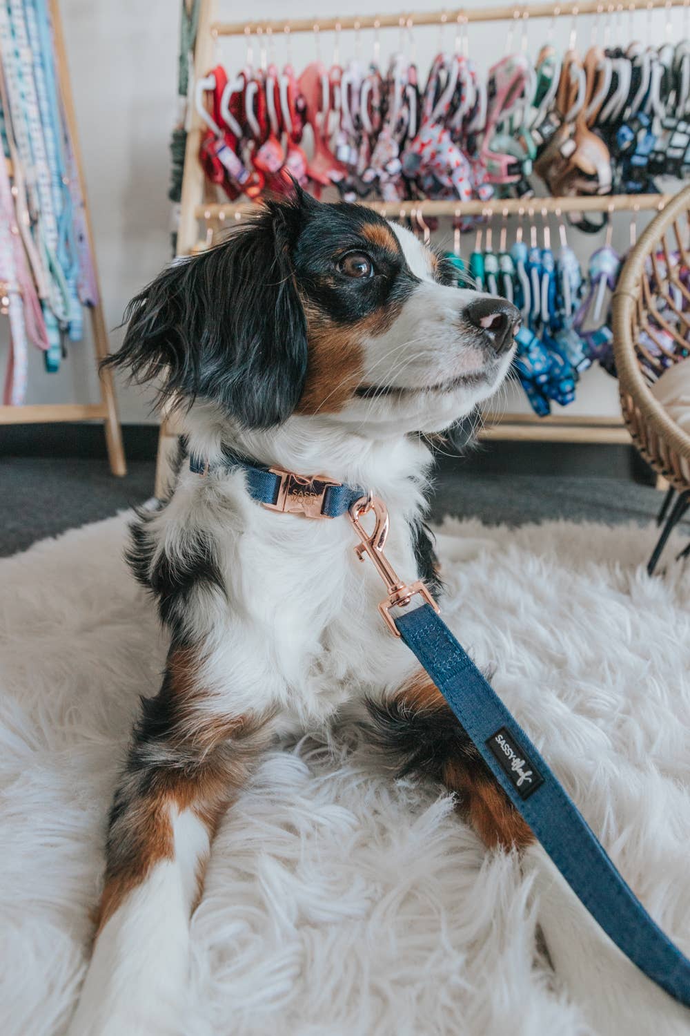 SASSY WOOF Denim Dog Collar