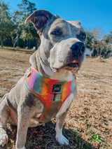 SASSY WOOF The Night Life (Reflective) Dog Adjustable Harness