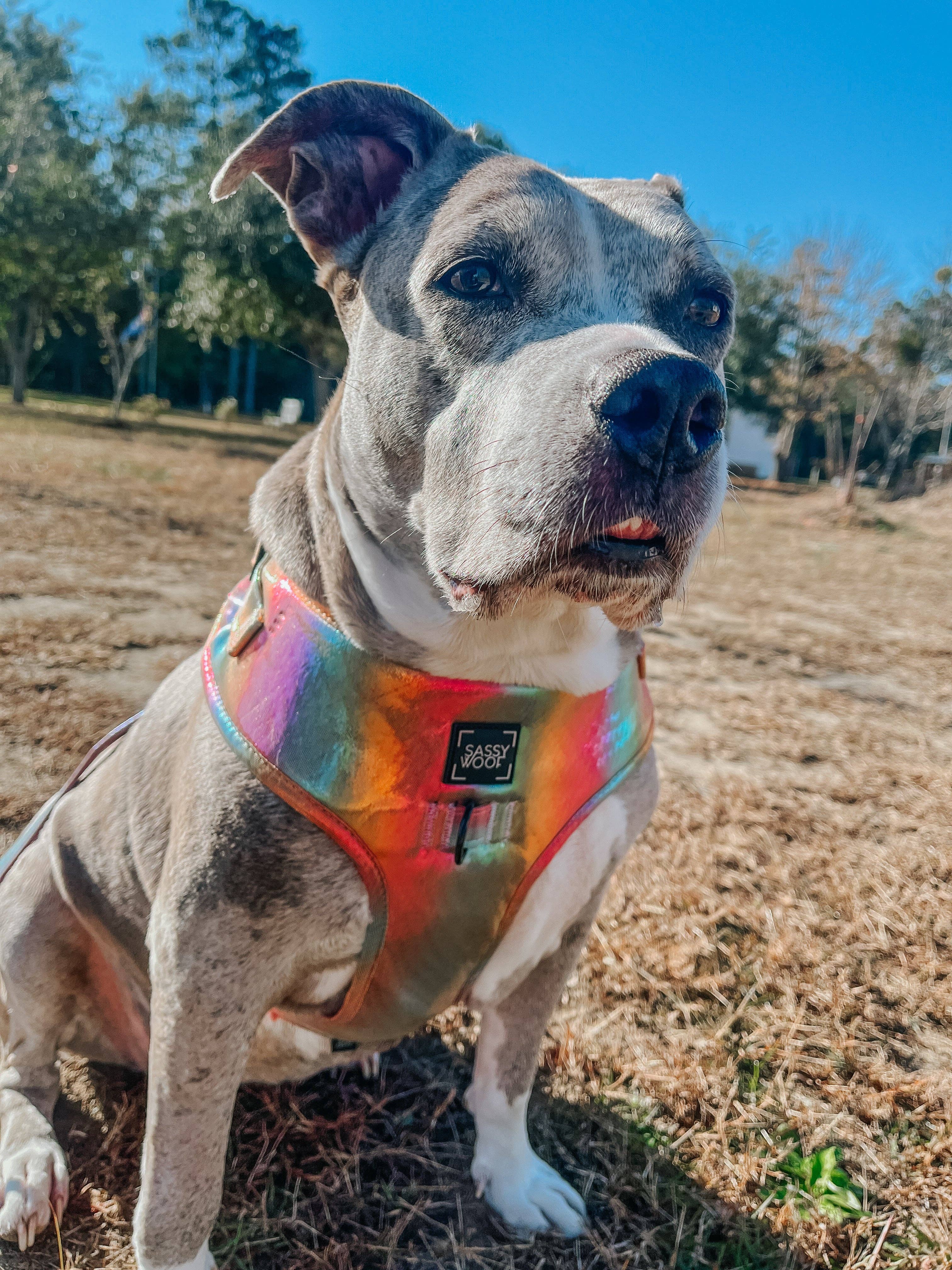 SASSY WOOF The Night Life (Reflective) Dog Adjustable Harness