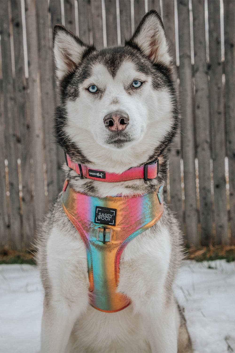 SASSY WOOF The Night Life (Reflective) Dog Adjustable Harness