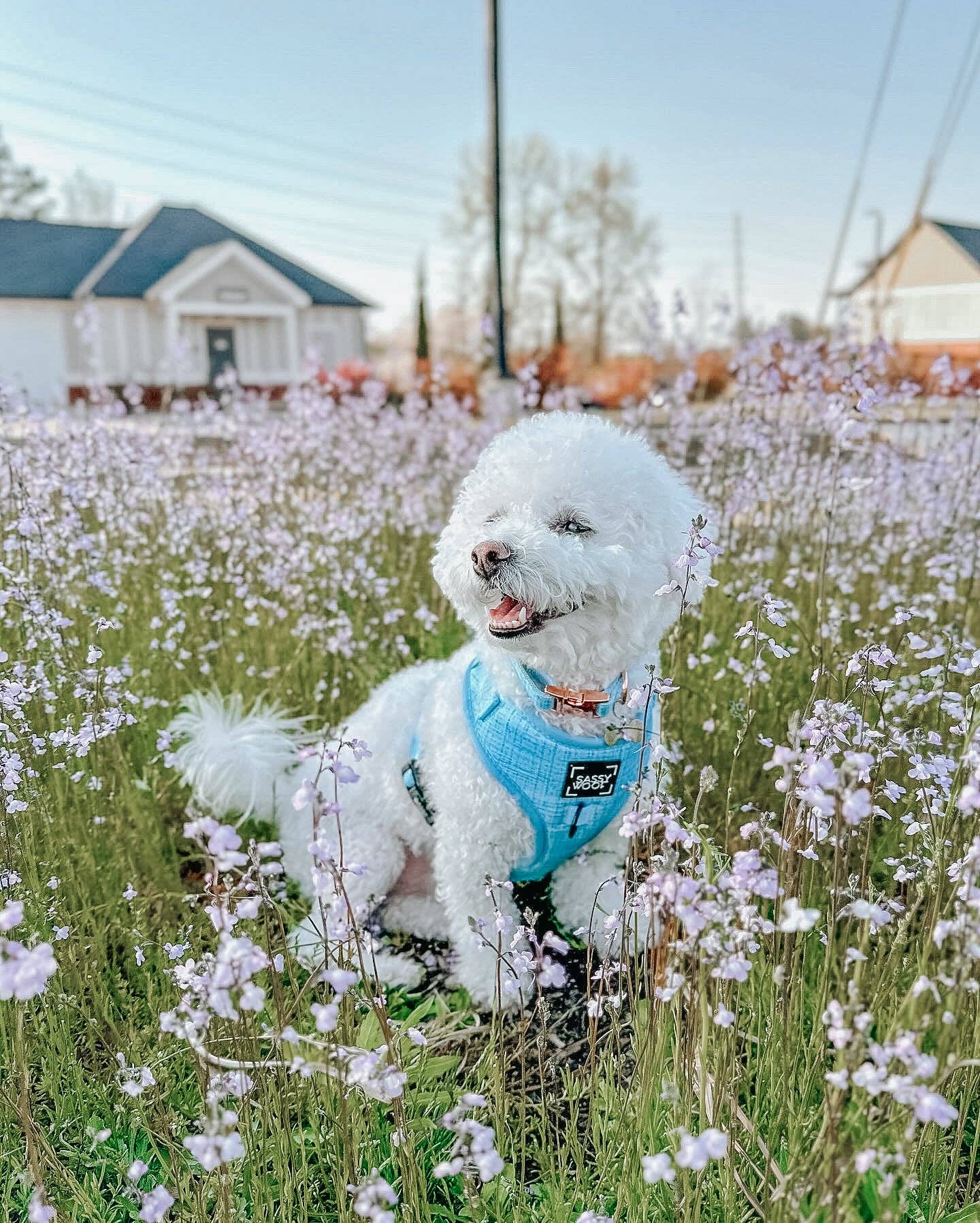 SASSY WOOF Blumond Dog Collar