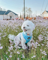 SASSY WOOF Blumond Dog Collar