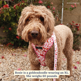 Lucy & Co. Howdy, Honey Reversible Harness