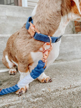SASSY WOOF Denim Dog Collar
