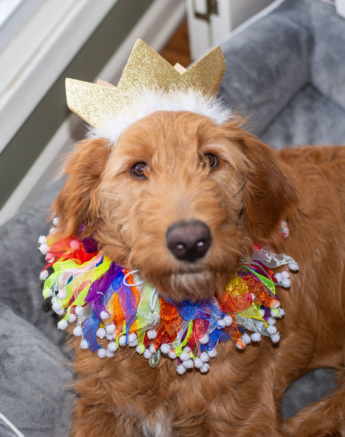 Multipet Party Crown for Dogs & Cats