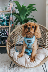 SASSY WOOF Blumond Dog Adjustable Harness