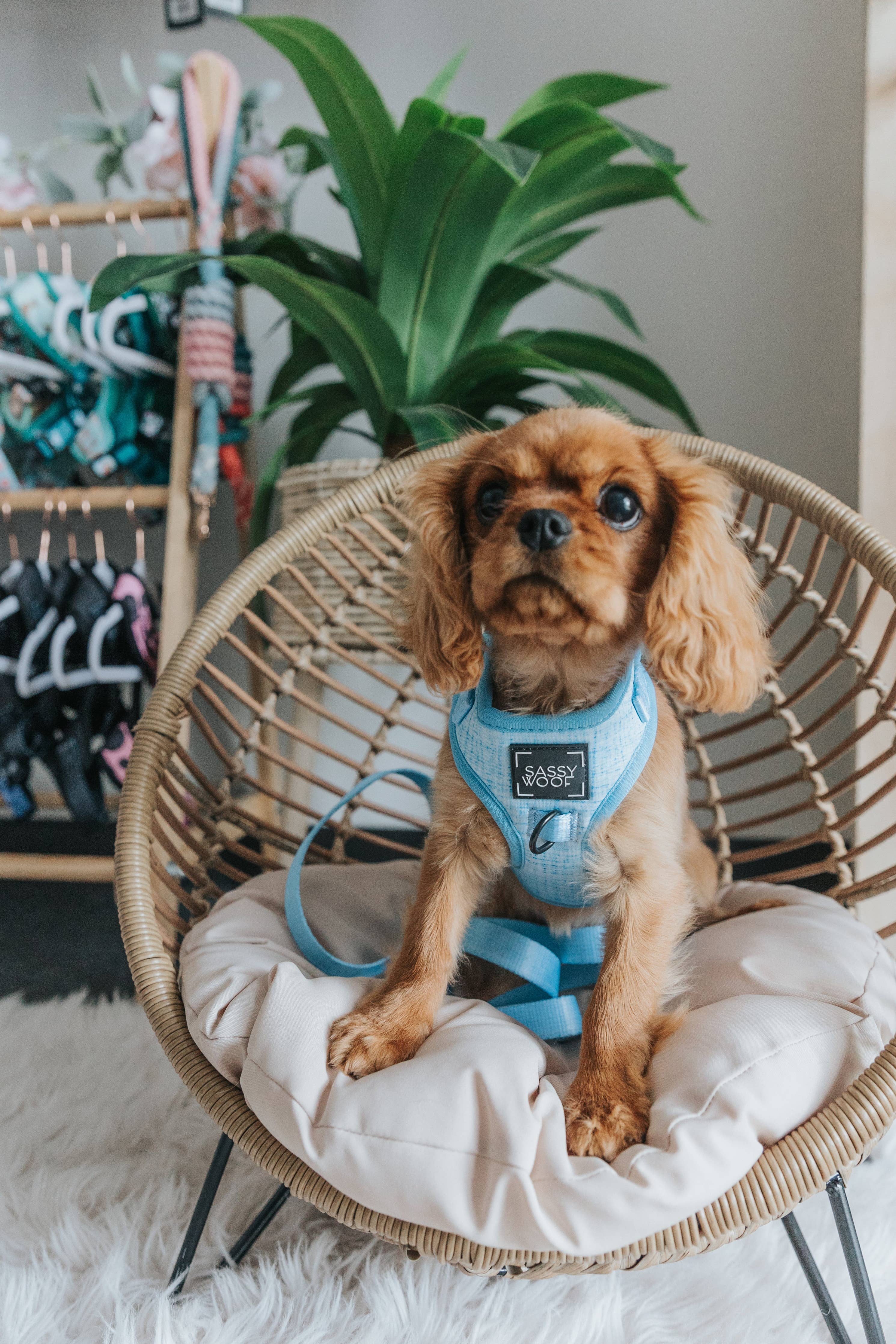 SASSY WOOF Blumond Dog Adjustable Harness