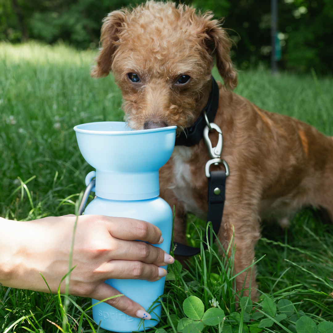 Springer Pets Dog Travel Water Bottle Flip Silicone 20oz