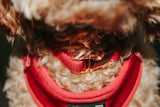SASSY WOOF Merlot Dog Collar