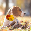 Sparky & Co Autumn Flower Corsage Collar Accessory
