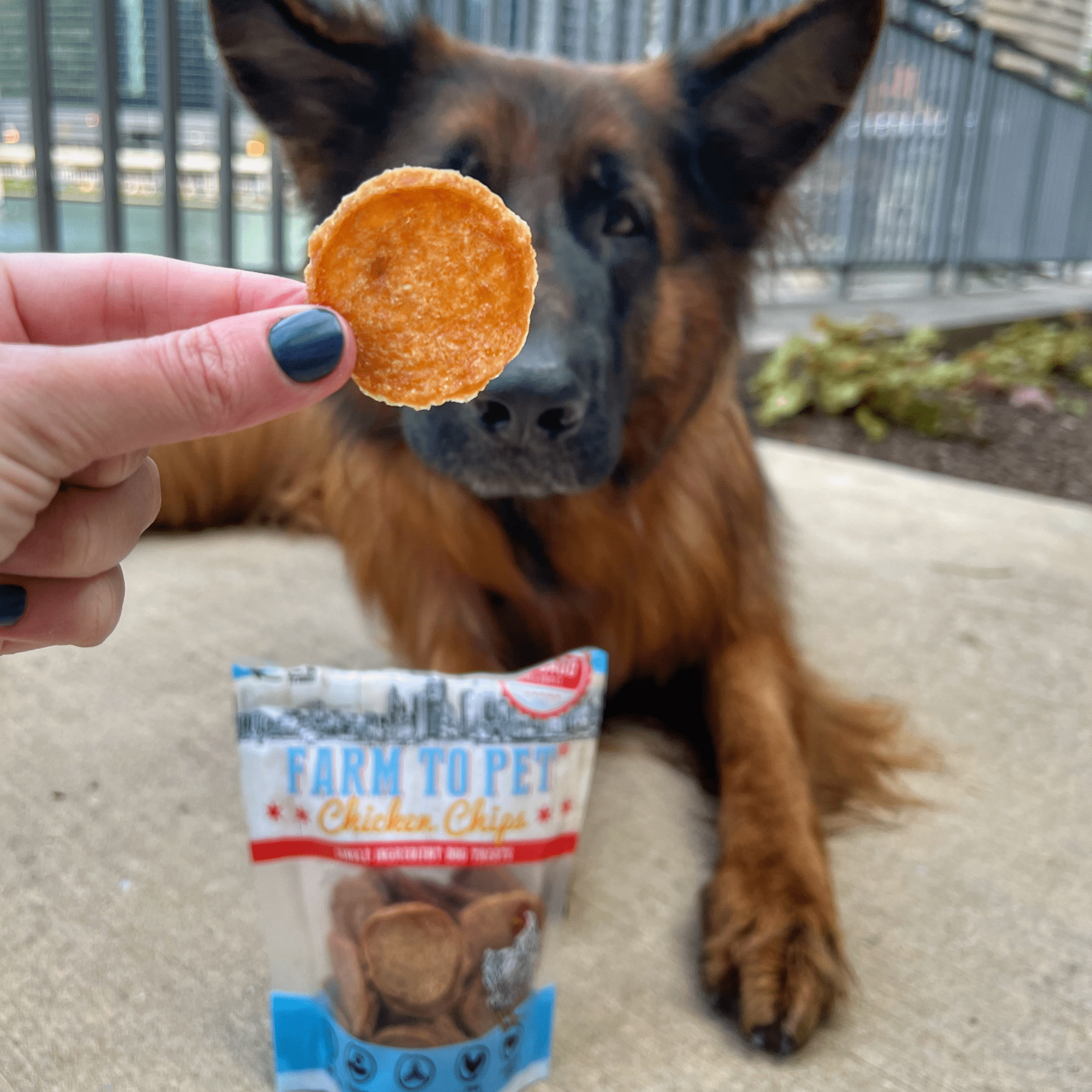 Farm to Pet Chicago Chicken Chips Dog Treats