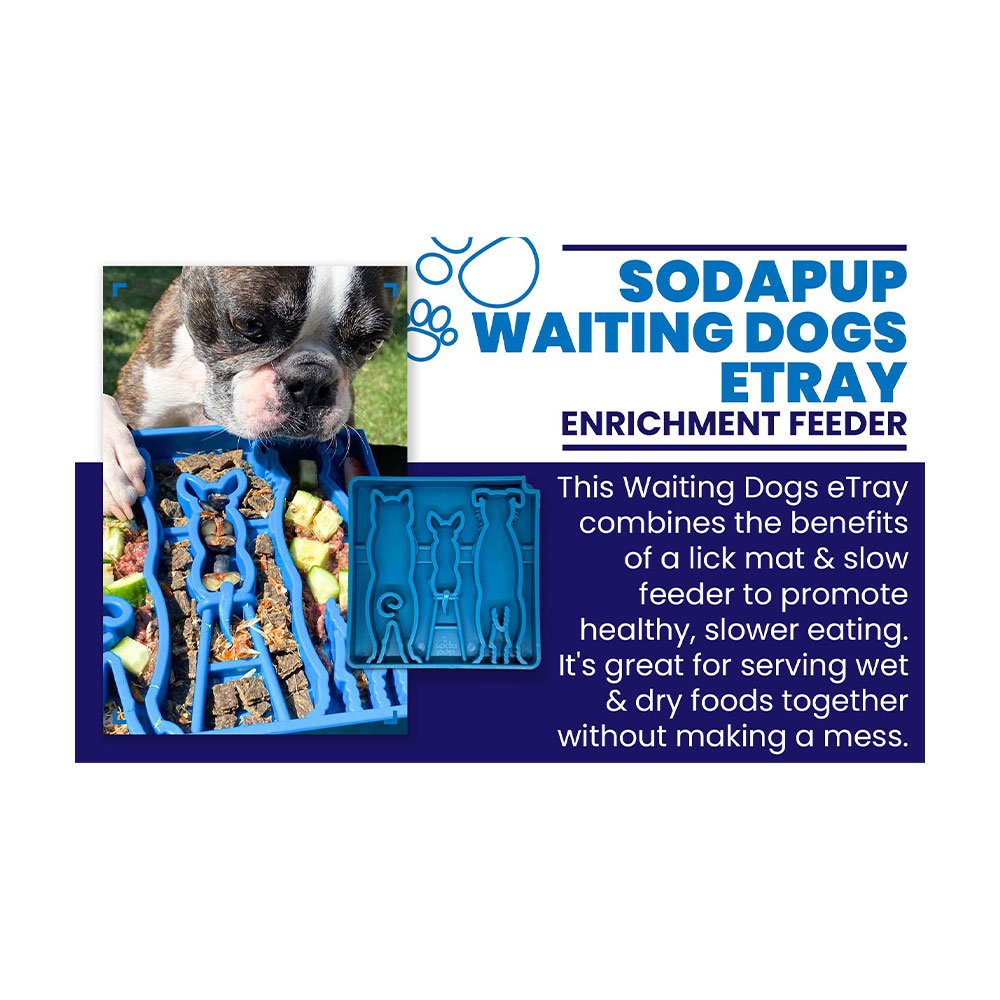 SodaPup Enrichment Tray Waiting Design Blue Slow Feeder for Dogs