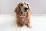 SASSY WOOF Dolce Rose Dog Collar
