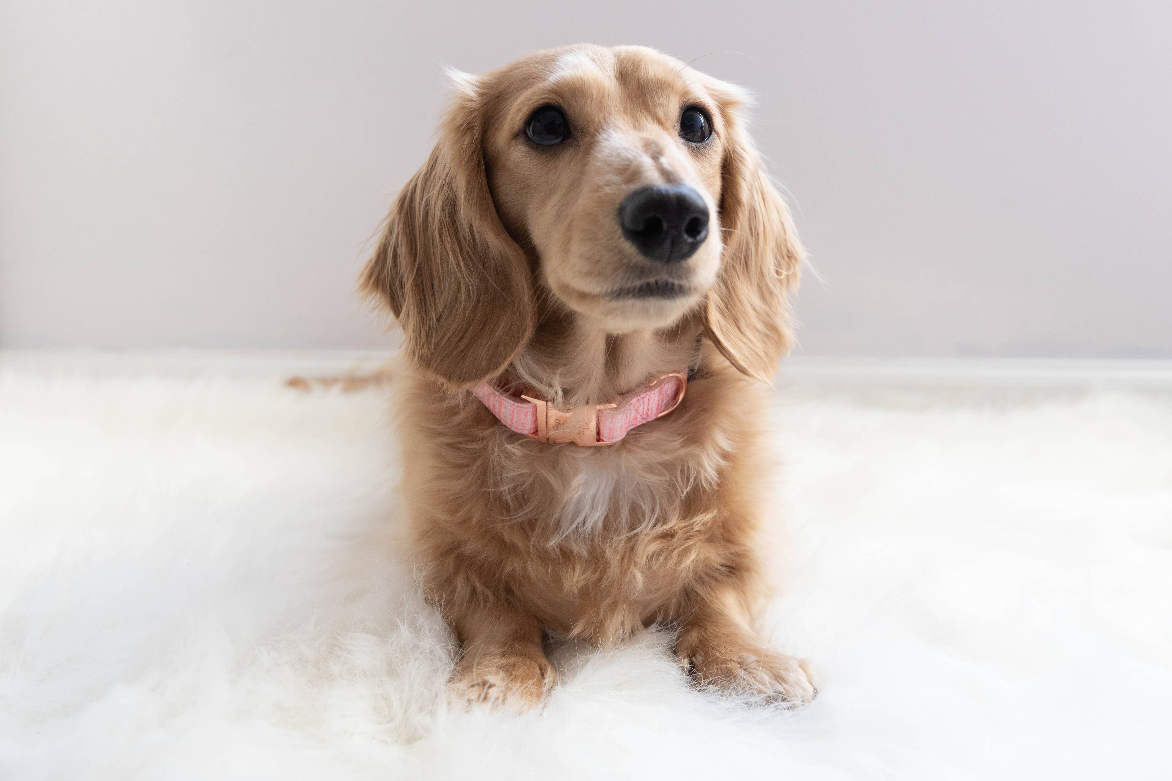 SASSY WOOF Dolce Rose Dog Collar