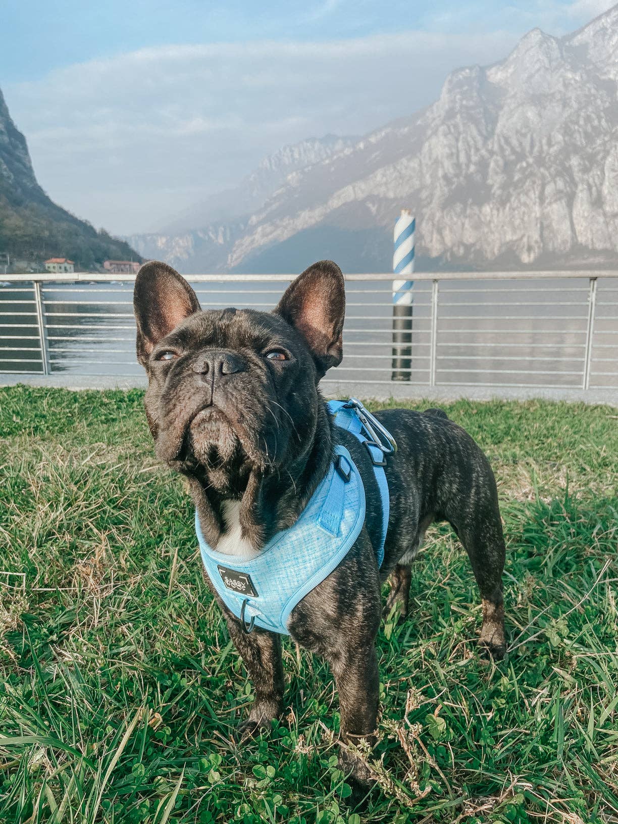 SASSY WOOF Blumond Dog Adjustable Harness