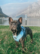 SASSY WOOF Blumond Dog Adjustable Harness
