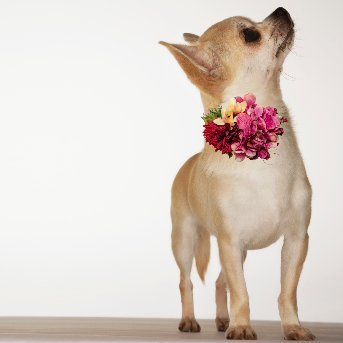 Sparky & Co Autumn Flower Corsage Collar Accessory