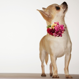 Sparky & Co Autumn Flower Corsage Collar Accessory