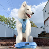 SASSY WOOF Blumond Dog Adjustable Harness