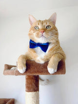 Made By Cleo - "Velvet - Sapphire Blue" - Luxe Blue Velvet Collar