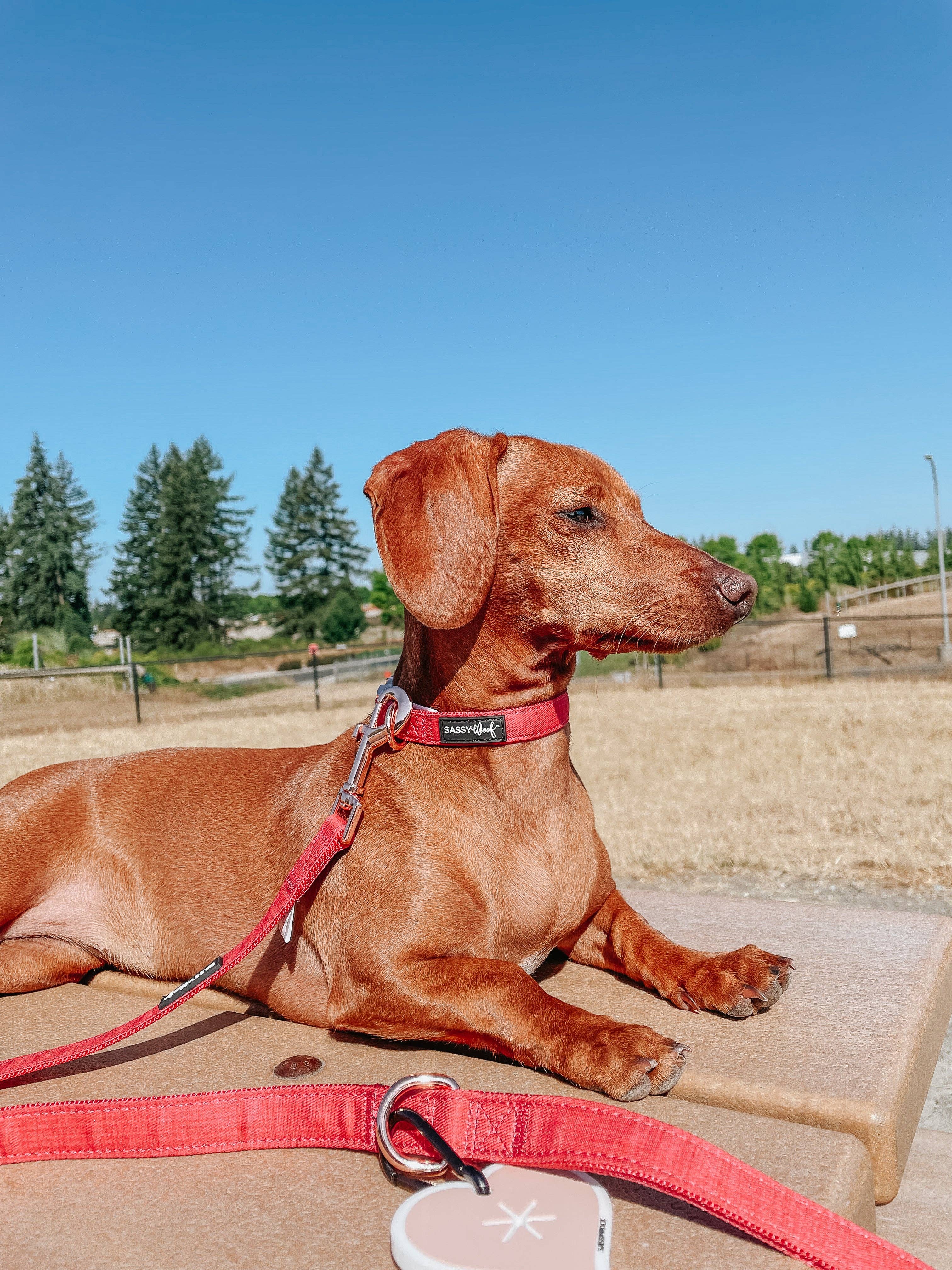 SASSY WOOF Merlot Dog Collar